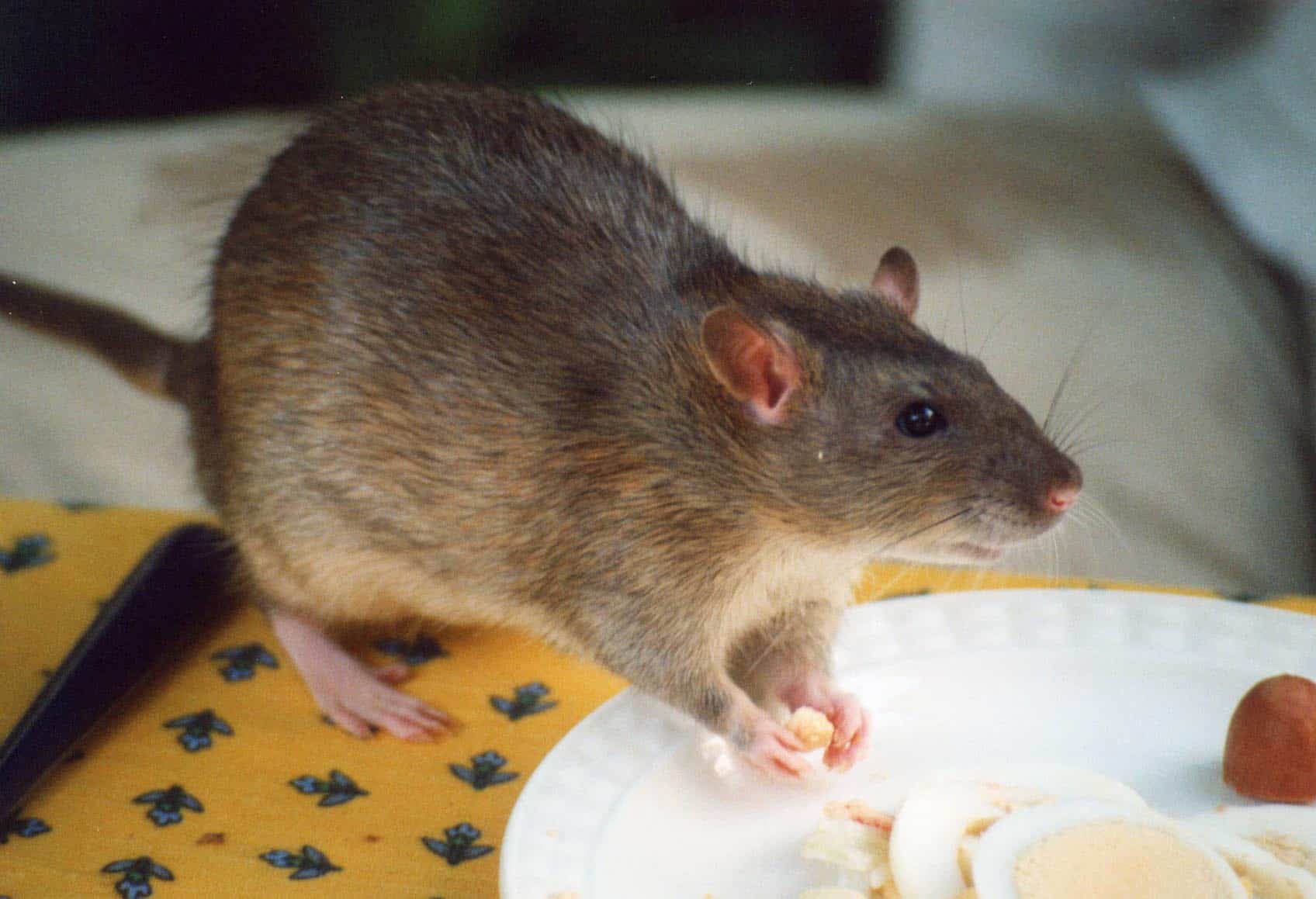 pet rat food_5