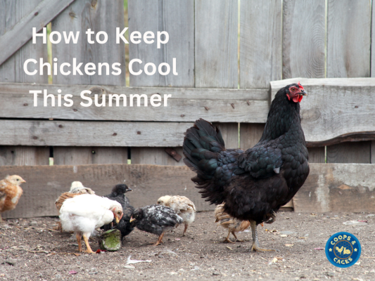 How to Keep Chickens Coop This Summer