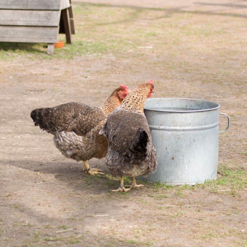 Put Ice in Your Chickens’ Drinking Water