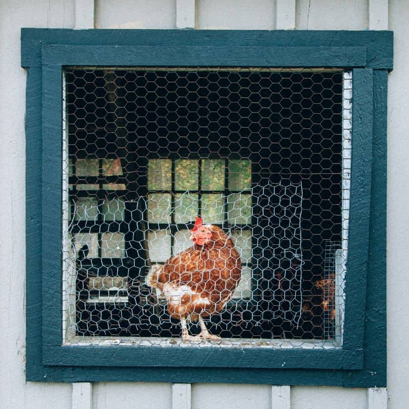 Ventilate Your Chicken Coop