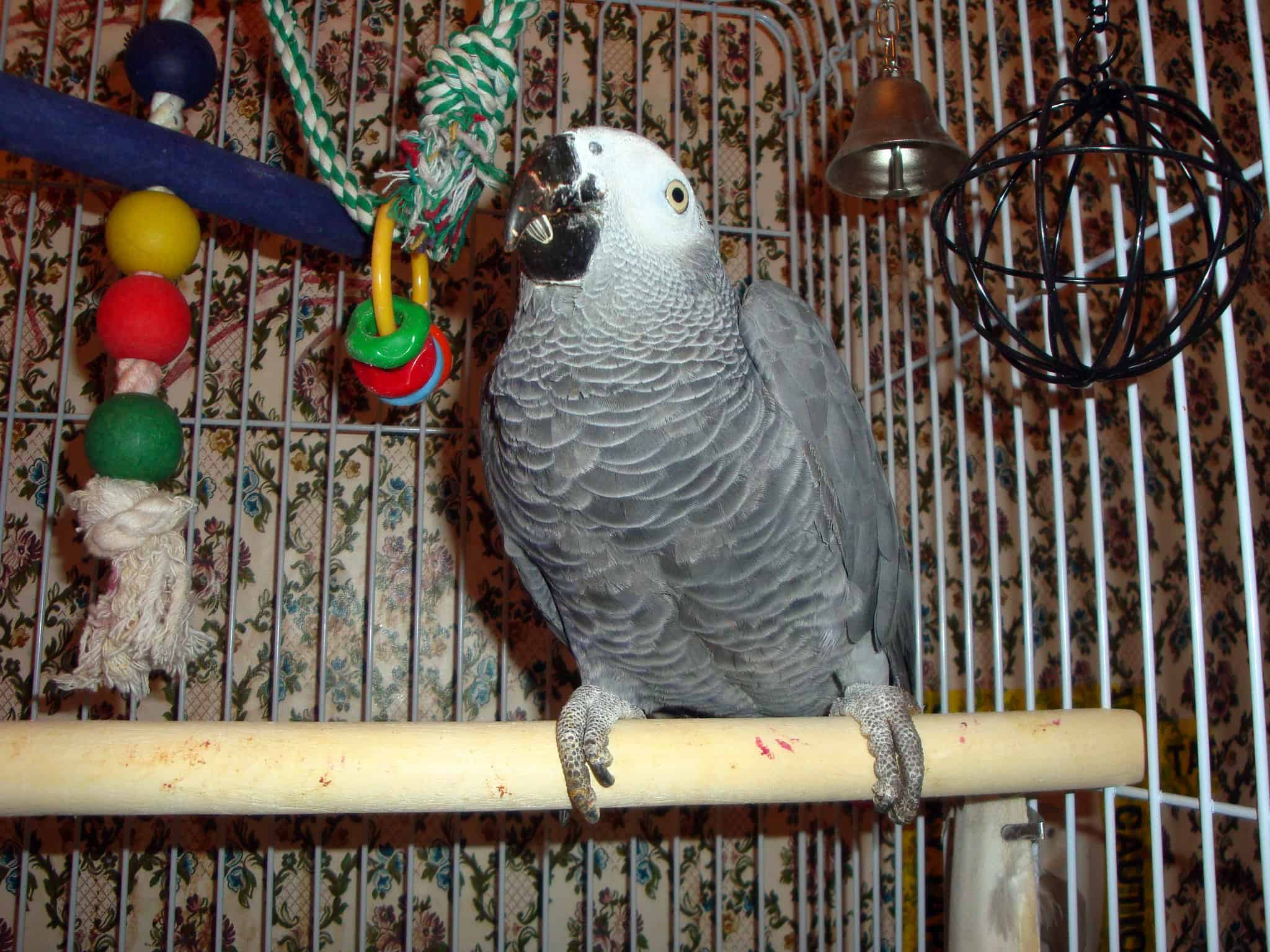Bird Cage Accessories Improving Caged Life Coops & Cages