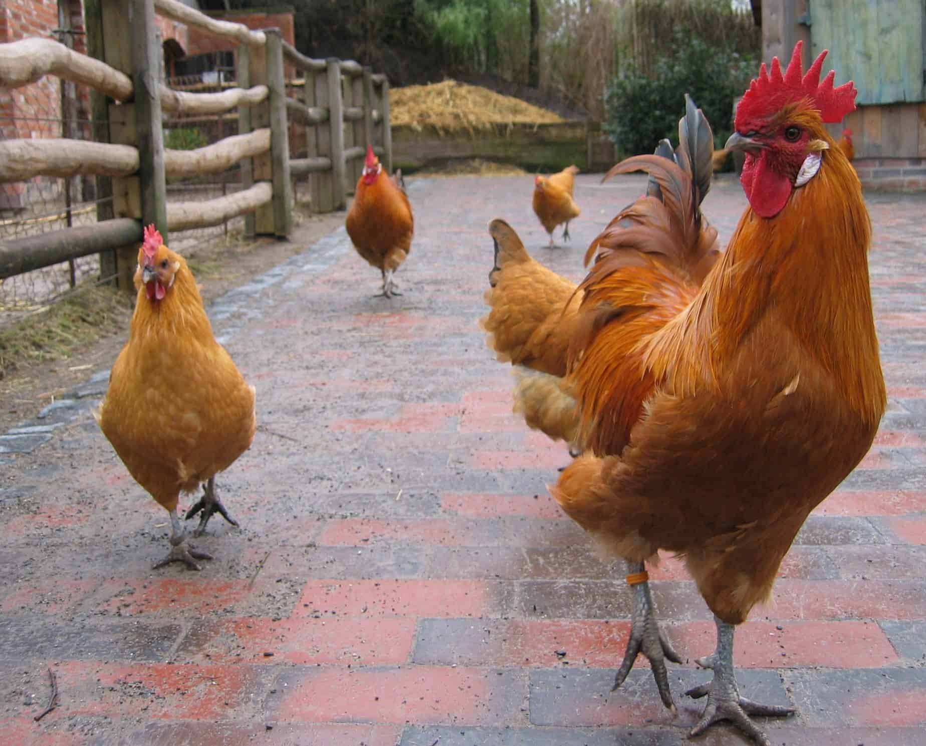 How To Keep Chickens Cool This Summer Coops & Cages