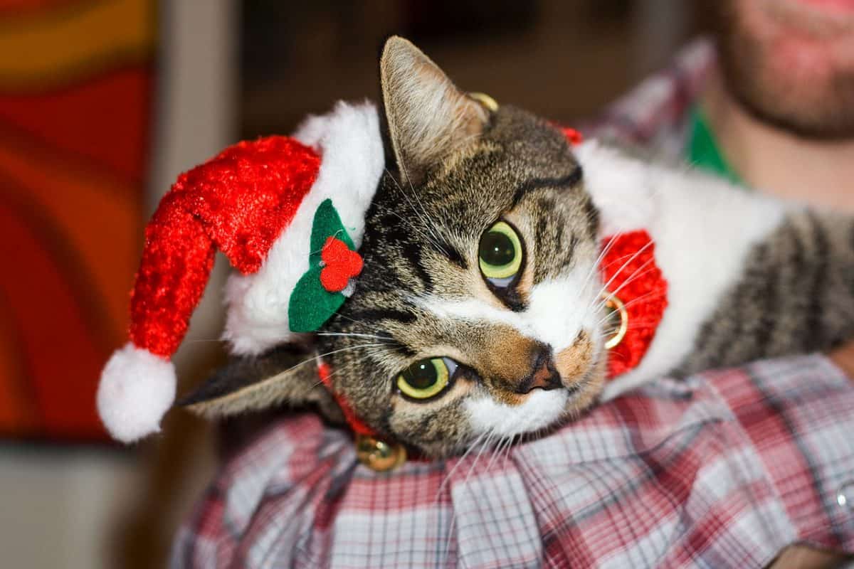 pet-Christmas-safety-1