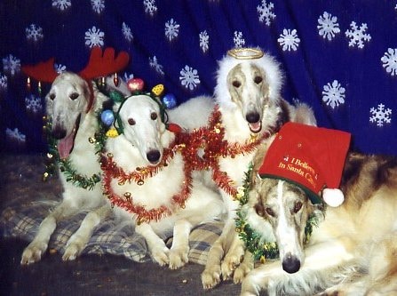 pet-Christmas-safety-3
