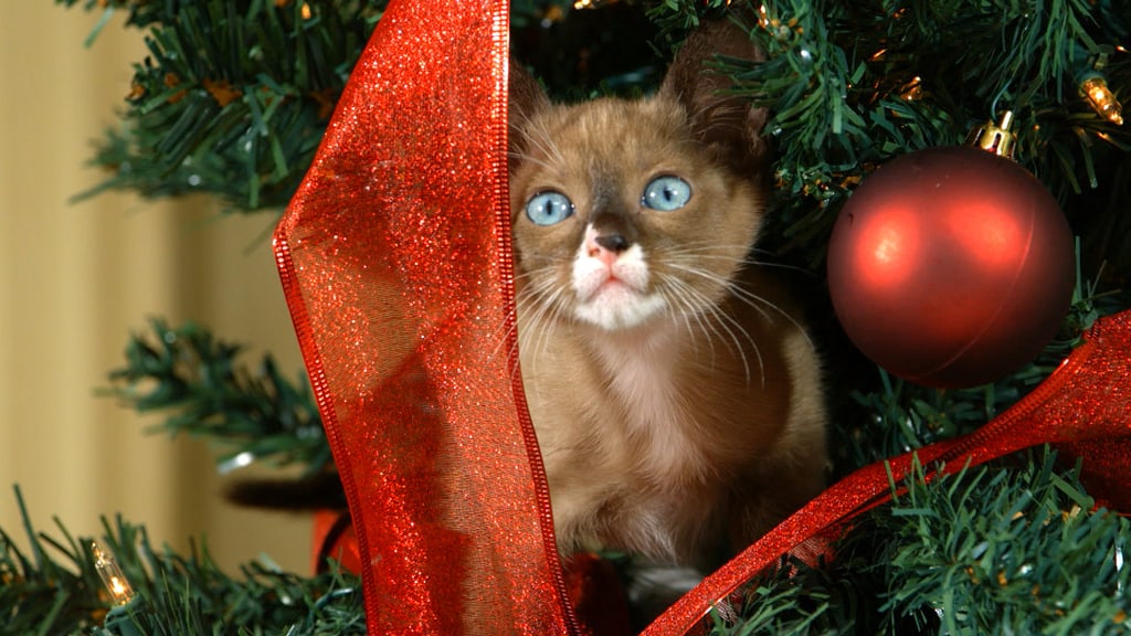 pet-Christmas-safety-5