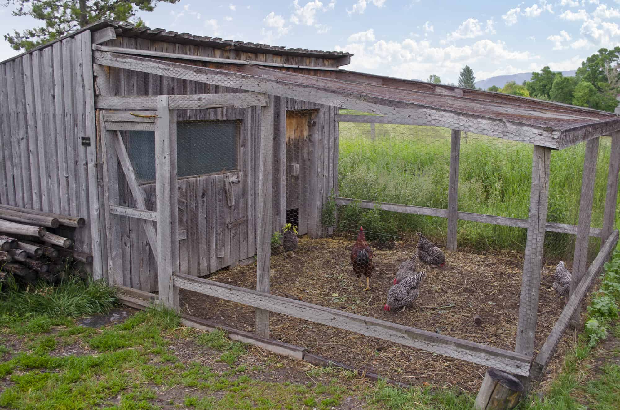 Essential Chicken Coop Parts You Should Know Coops & Cages