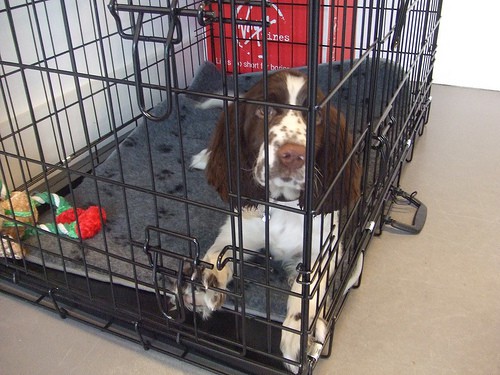 choosing dog cages - 6