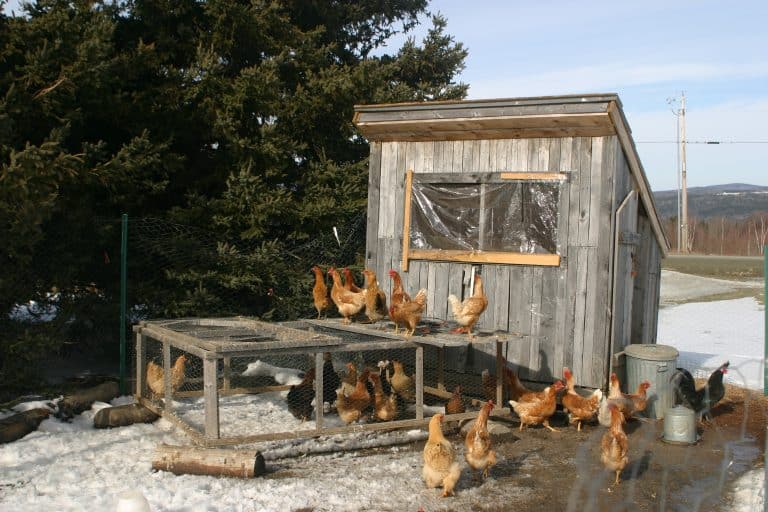 Quick And Easy Ways To Clean A Chicken Coop - Coops And Cages