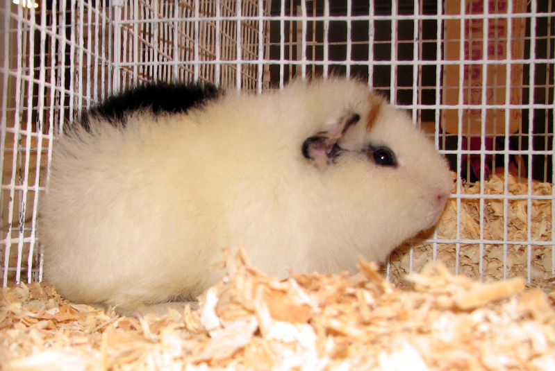 type of guinea pig cage_1