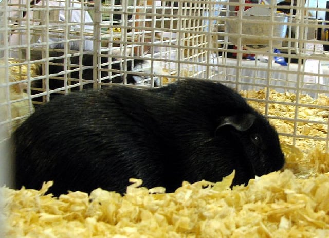 type of guinea pig cage_3