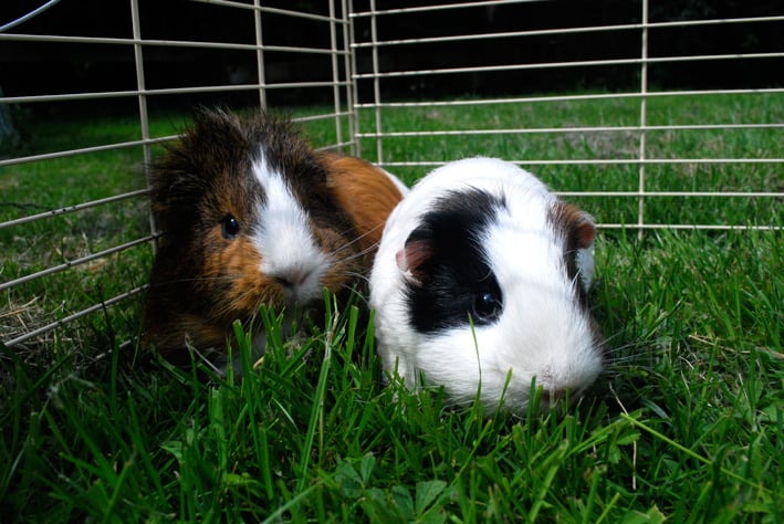 type of guinea pig cage_4