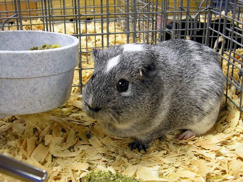 type of guinea pig cage_5
