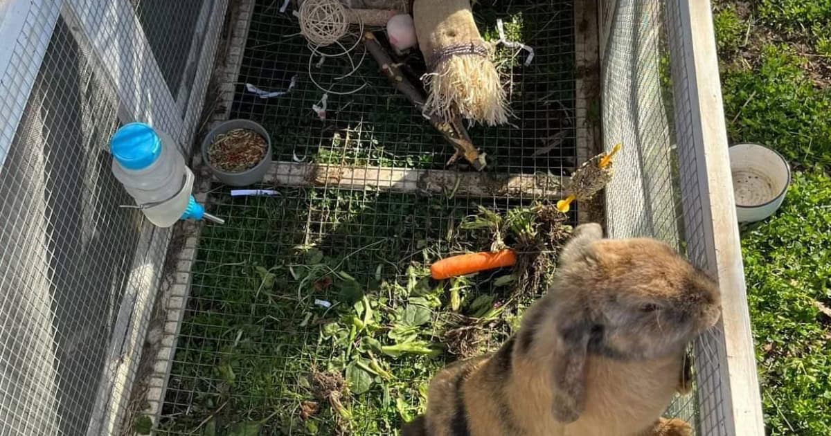 A view looking down into a rabbit hutch shows a bunny jumping up excitedly. Inside the hutch, there are various toys, a food bowl, and a water bottle attached to the side.