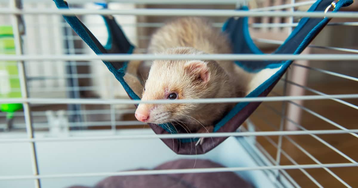 Ferret cage