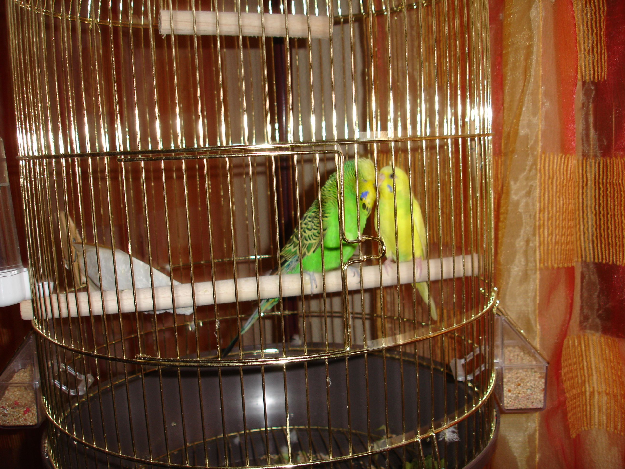 bird cage for 2 parakeets