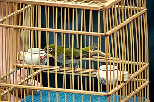 bird cage choosing guide - 7