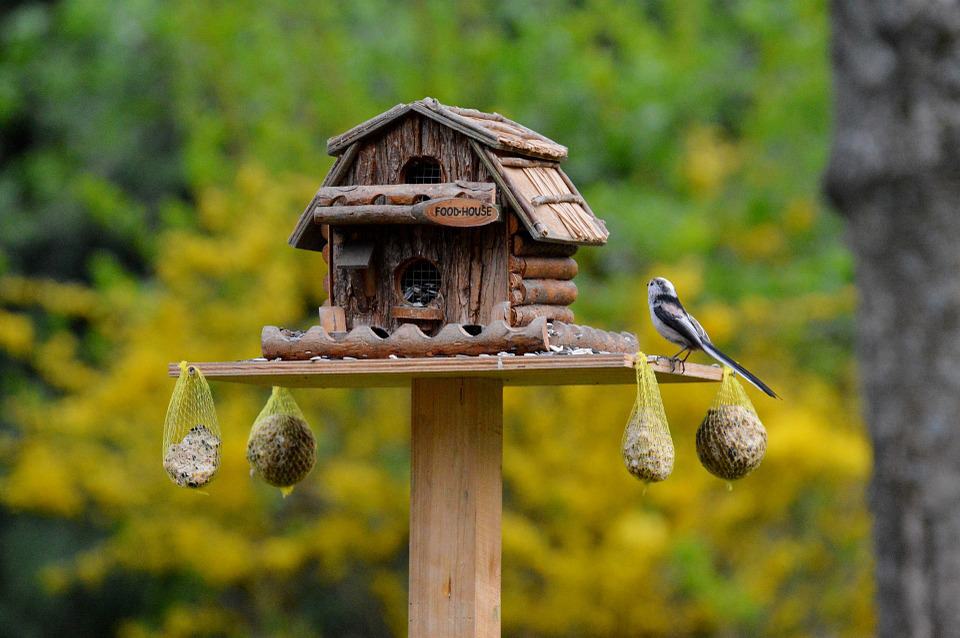 bird cage lining - 1