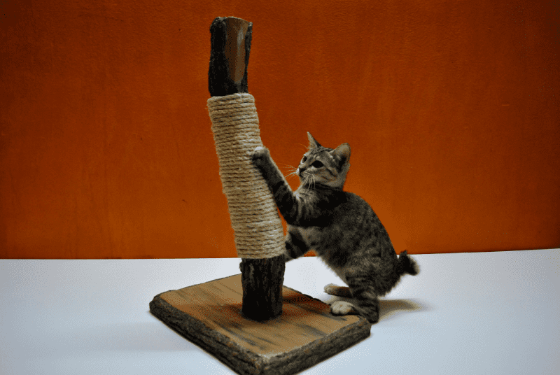 cat scratching post