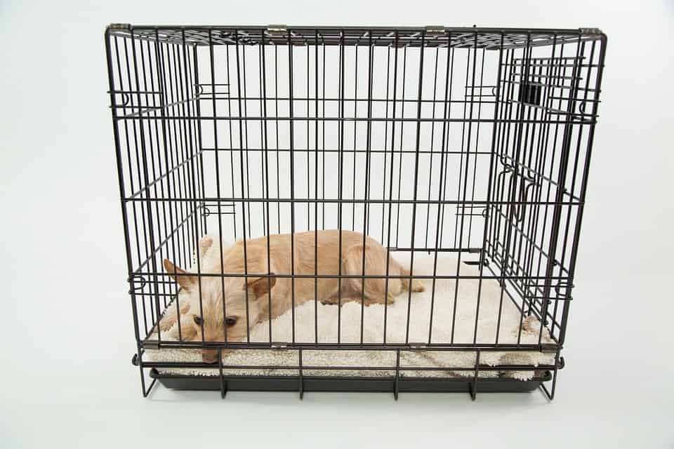 dog kennel and cage - 5