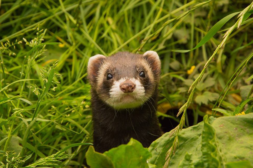 ferret cage cleaning - 1