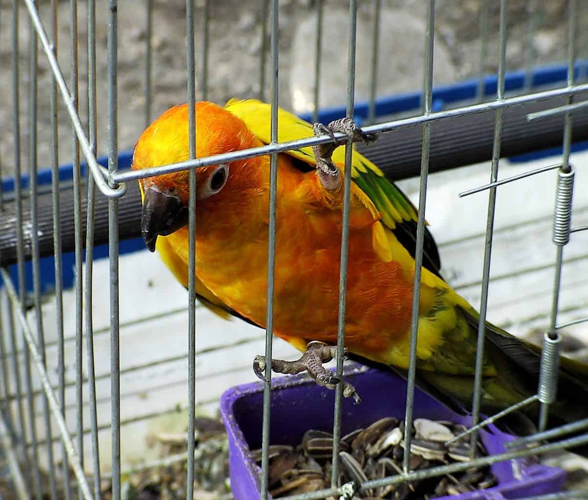 guide to choosing a bird cage - 3