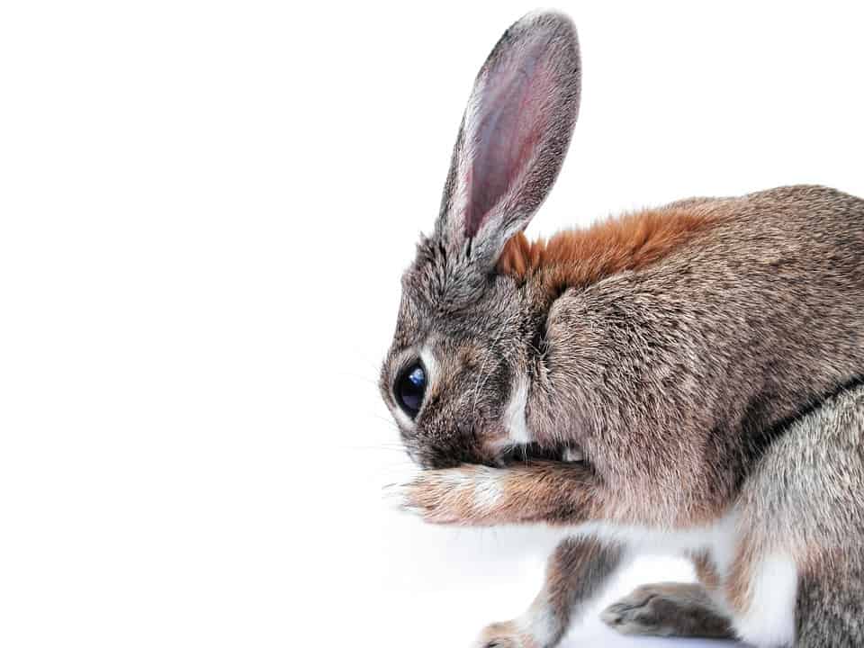 rabbit breed - 1