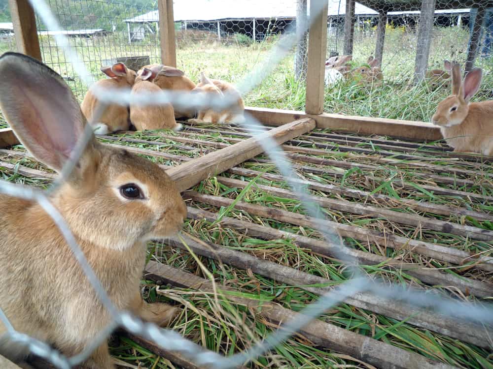 rabbit hutch cleaning - 1