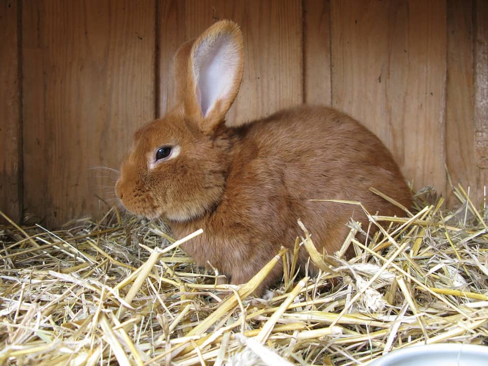 rabbit hutch cleaning - 5