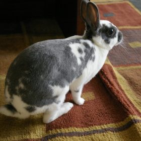 rabbit mini rex - 1