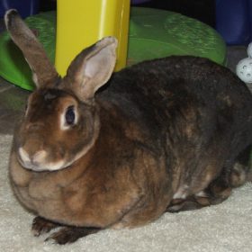 rabbit mini rex - 2