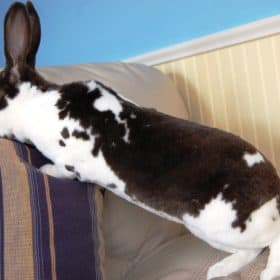 rabbit mini rex - 3