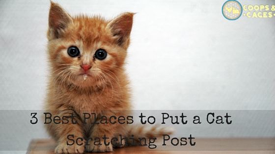 3 Best Places to Put a Cat Scratching Post