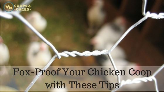 Fox-Proof_Your_Chicken_Coop_with_These_Tips