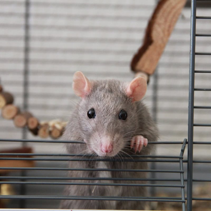 Pet rat looking out from its cage