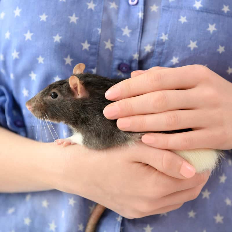 Caring for a pet rat