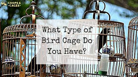 What_Type_of_Bird_Cage_Do_You_Have-