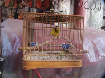 bird_cage_type_-_7