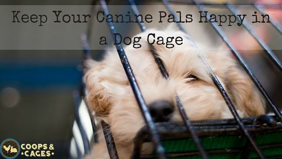 keep canines happy in a dog cage - feature
