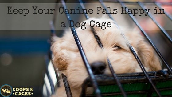 canine cages