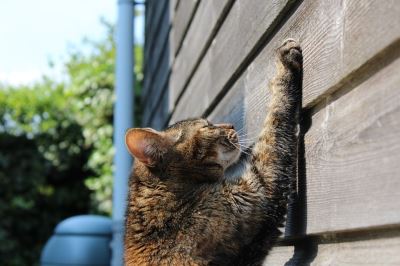 where_to_put_a_cat_scratching_post_-_2