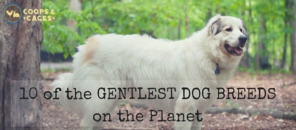 most gentle dog