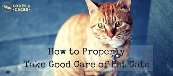 How to Properly Take Good Care of Pet Cats