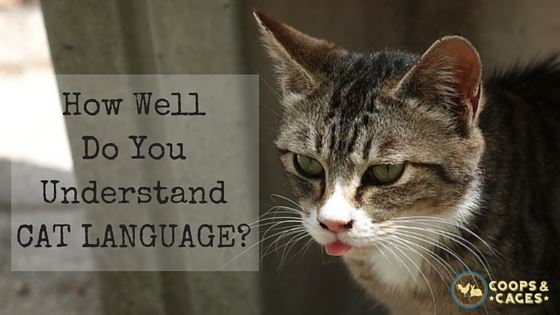 How_Well_Do_You_Understand_CAT_LANGUAGE-