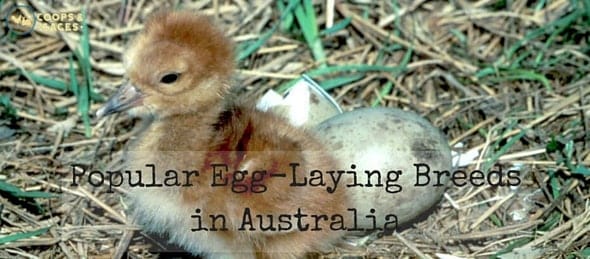 Popular Egg-Laying Breeds in Australia