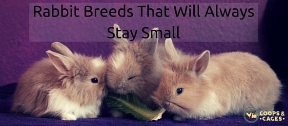 Rabbit Breeds That Will Always Stay Small