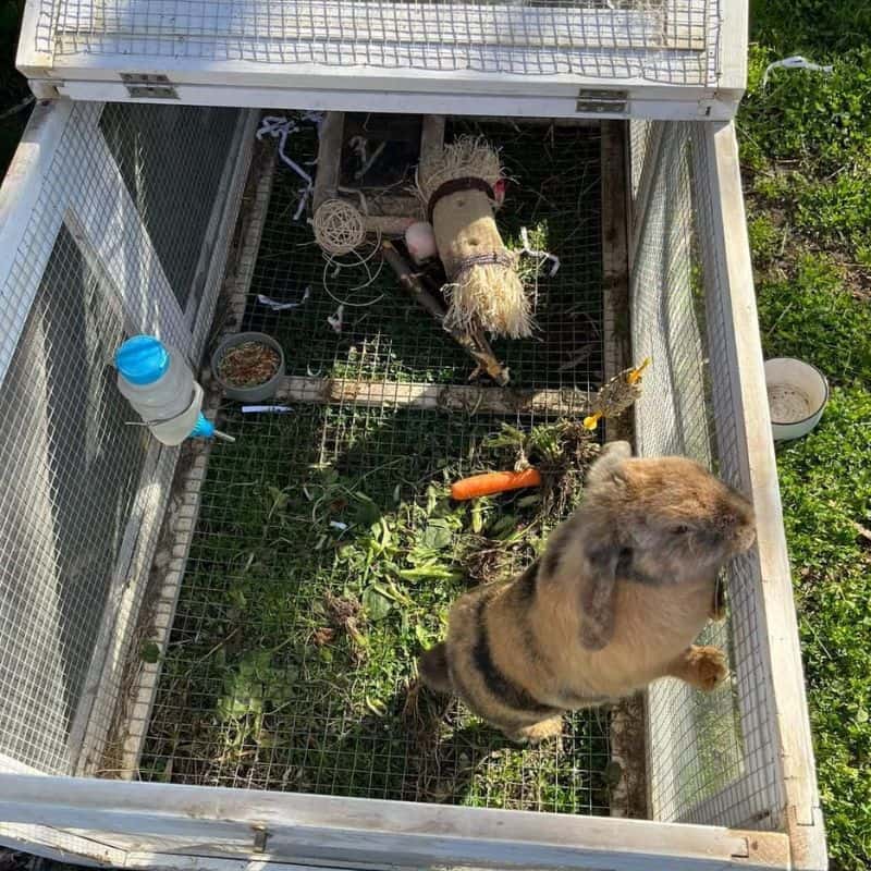Rabbit home comfort