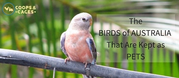 The BIRDS of AUSTRALIA That Are Kept as PETS-min
