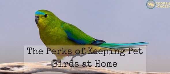 The Perks of Keeping Pet Birds at Home