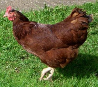 egg-laying_breed_1_-_rhode_island_red