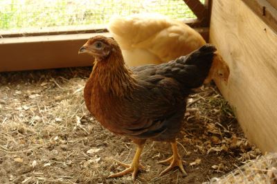 egg-laying_breed_7_-_welsummer